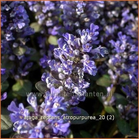 Ajuga reptans 'Atropurpurea' | Zenegroen