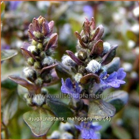 Ajuga reptans 'Mahogany' | Zenegroen