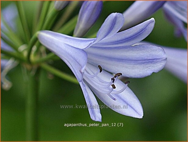 Agapanthus 'Peter Pan' | Kaapse lelie, Afrikaanse lelie, Liefdesbloem