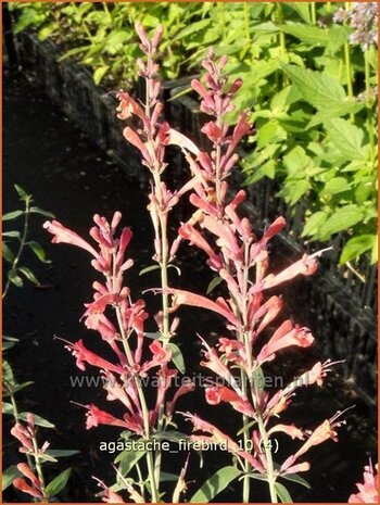 Agastache 'Firebird' | Dropplant, Anijsnetel