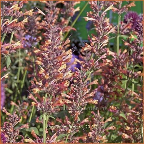 Agastache 'Firebird' | Dropplant, Anijsnetel