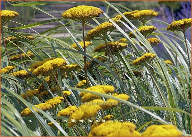 Achillea filipendulina 'Parker Variety' | Duizendblad