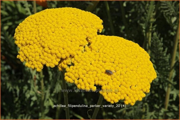 Achillea filipendulina 'Parker Variety' | Duizendblad