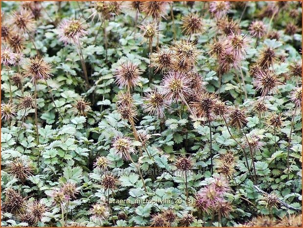 Acaena microphylla | Stekelnootje | Braunblättriges Stachelnüsschen | Pirri-Pirri