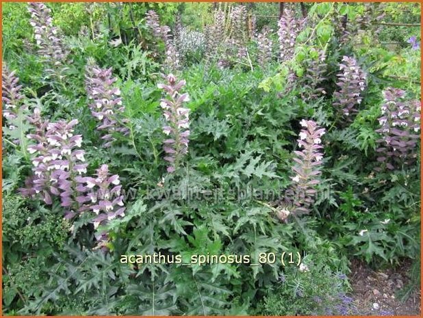 Acanthus spinosus | Stekelige berenklauw