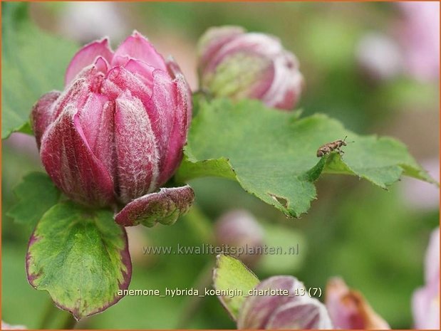 Anemone hybrida 'Koenigin Charlotte' | Anemoon, Herfstanemoon, Japanse anemoon