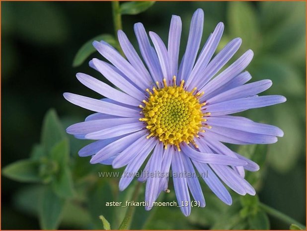 Aster frikartii 'Moench' | Aster