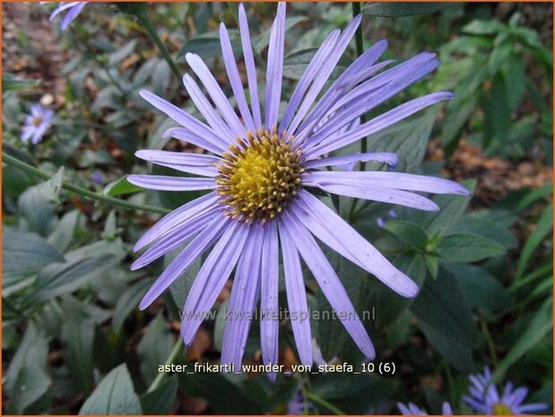 Aster frikartii 'Wunder von Stäfa' | Aster | Frikarts Aster