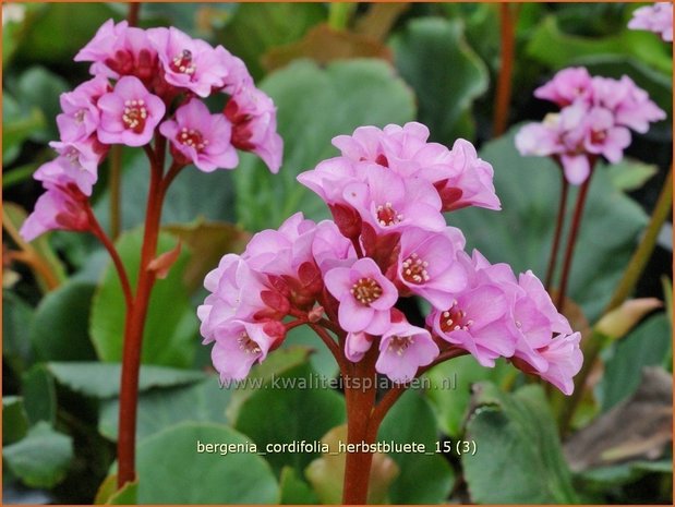 Bergenia cordifolia 'Herbstblüte' | Schoenlappersplant, Olifantsoor | Altai-Bergenie