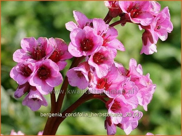 Bergenia cordifolia 'Herbstblüte' | Schoenlappersplant, Olifantsoor | Altai-Bergenie