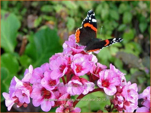 Bergenia cordifolia 'Herbstblüte' | Schoenlappersplant, Olifantsoor | Altai-Bergenie