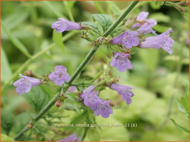 Calamintha nepeta 'Gottfried Kuehn' | Bergsteentijm, Steentijm