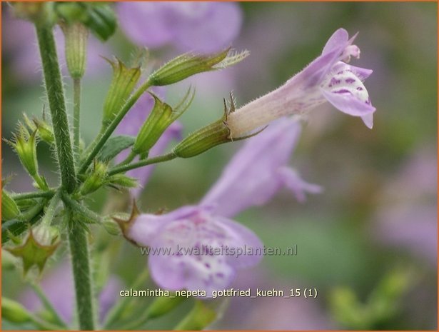 Calamintha nepeta 'Gottfried Kuehn' | Bergsteentijm, Steentijm