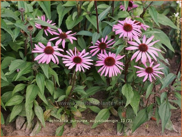 Echinacea purpurea 'Augustkoenigin' | Zonnehoed