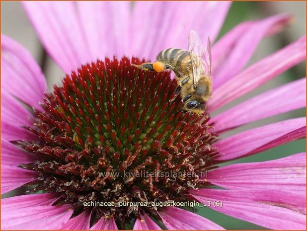 Echinacea purpurea 'Augustkoenigin' | Zonnehoed