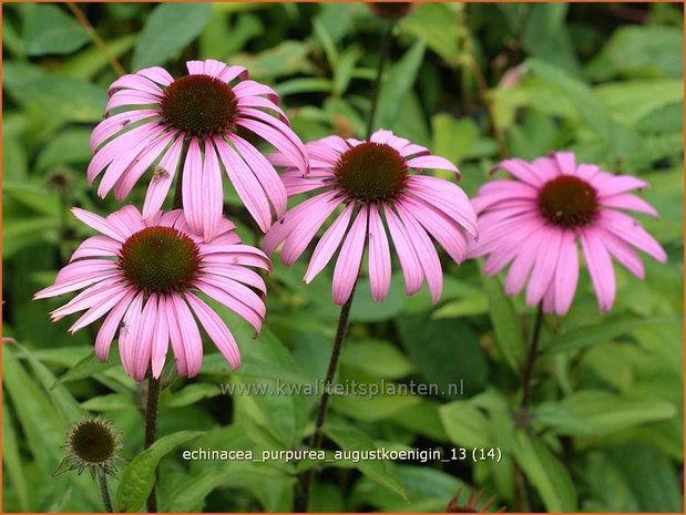 Echinacea purpurea 'Augustkoenigin' | Zonnehoed