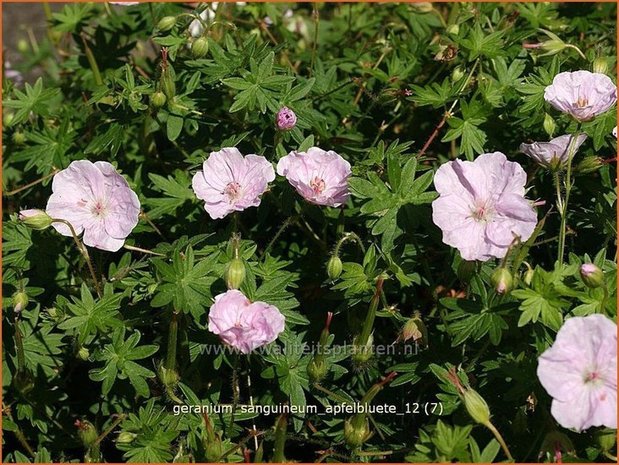 Geranium sanguineum 'Apfelbluete' | Ooievaarsbek