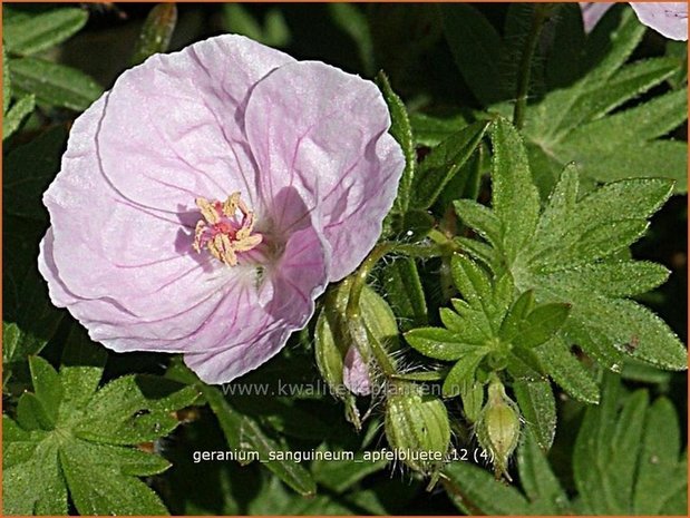 Geranium sanguineum 'Apfelbluete' | Ooievaarsbek