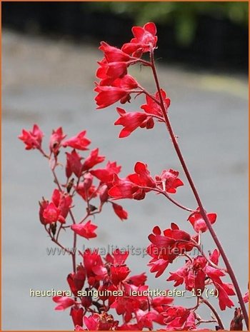 Heuchera sanguinea 'Leuchtkaefer' | Purperklokje