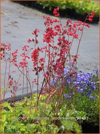 Heuchera sanguinea 'Leuchtkaefer' | Purperklokje