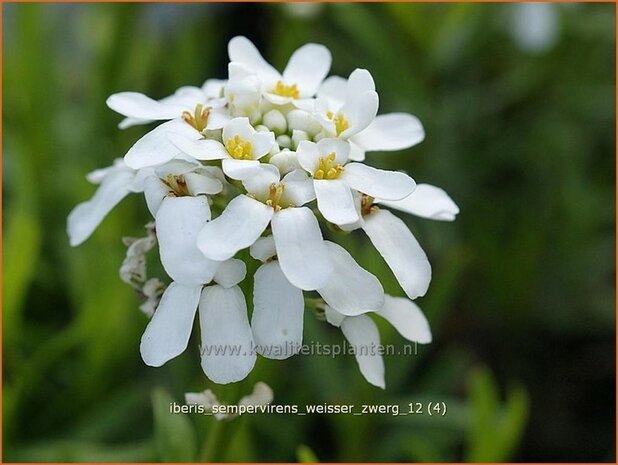 Iberis sempervirens 'Weisser Zwerg' | Scheefbloem, Scheefkelk