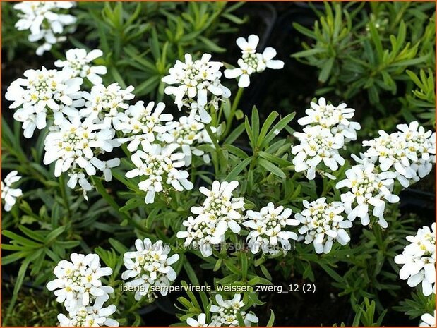 Iberis sempervirens 'Weisser Zwerg' | Scheefbloem, Scheefkelk