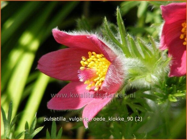 Pulsatilla vulgaris 'Roede Klokke' | Wildemanskruid