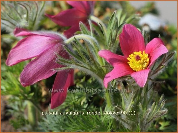 Pulsatilla vulgaris 'Roede Klokke' | Wildemanskruid