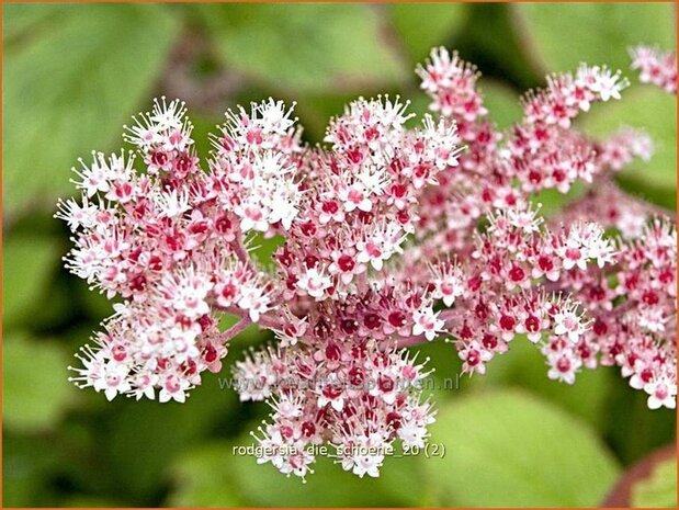 Rodgersia 'Die Schoene' | Schout-bij-nacht, Kijkblad