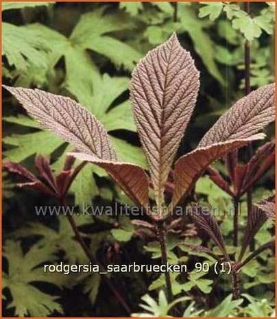 Rodgersia 'Saarbruecken' | Schout-bij-nacht, Kijkblad