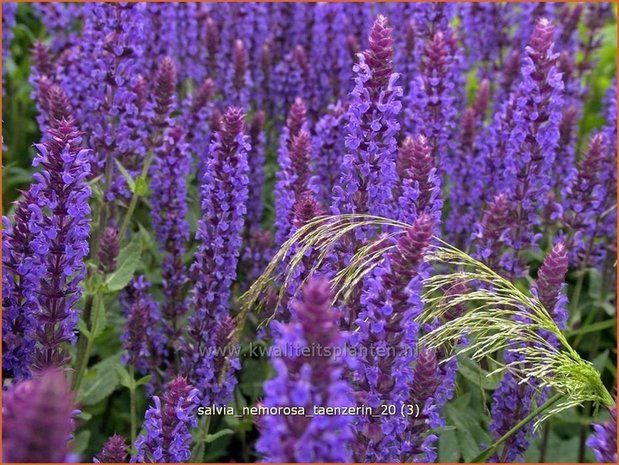 Salvia nemorosa 'Taenzerin' | Salie, Salvia