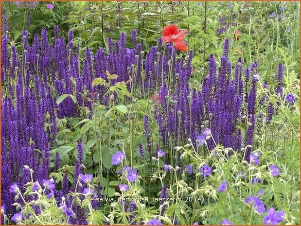 Salvia nemorosa 'Taenzerin' | Salie, Salvia