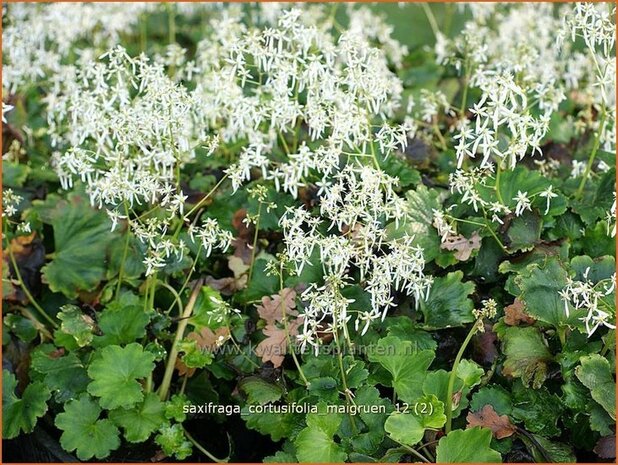 Saxifraga cortusifolia 'Maigruen' | Steenbreek