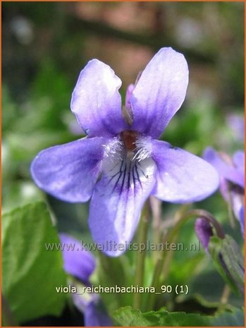 Viola reichenbachiana | Viooltje, Donkersporig bosviooltje