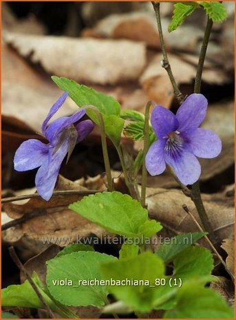 Viola reichenbachiana | Viooltje, Donkersporig bosviooltje