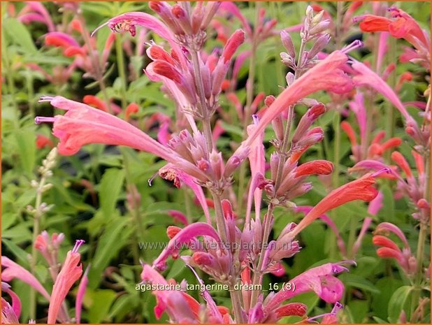 Agastache 'Tangerine Dream' | Dropplant, Anijsnetel | Duftnessel