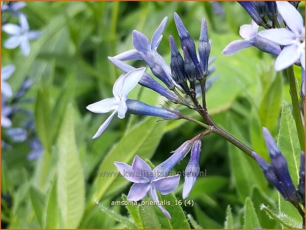 Amsonia orientalis | Blauwe ster, Stermaagdenpalm | Blausternchen