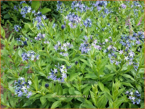 Amsonia orientalis | Blauwe ster, Stermaagdenpalm | Blausternchen