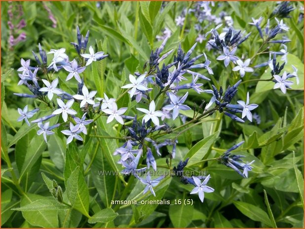 Amsonia orientalis | Blauwe ster, Stermaagdenpalm | Blausternchen