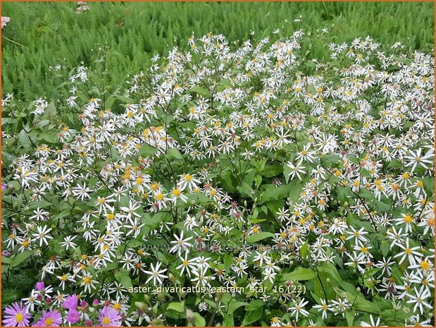 Aster divaricatus 'Eastern Star' | Sneeuwsteraster, Bosaster, Aster | Waldaster