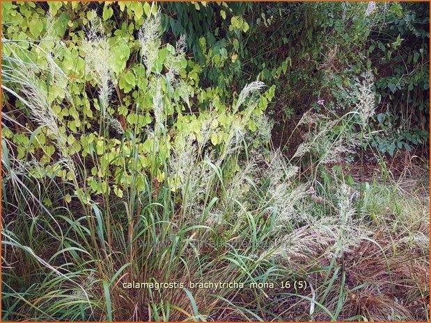 Calamagrostis brachytricha 'Mona' | Diamantgras, Struisriet | Diamant-Reitgras