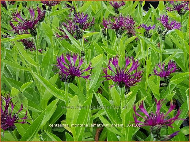 Centaurea montana 'Amethyst Dream' | Bergkorenbloem, Bergcentaurie, Korenbloem, Centaurie | Berg-Flockenblume