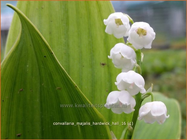 Convallaria majalis 'Hardwick Hall' | Lelietje-van-dalen | Gewöhnliches Maiglöckchen