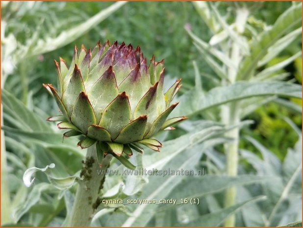 Cynara scolymus 'Cardy' | Artisjok, Kardoen | Artischocke