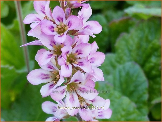 Francoa sonchifolia | Bruidskrans | Brautkranz