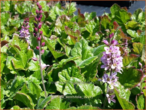 Francoa sonchifolia | Bruidskrans | Brautkranz