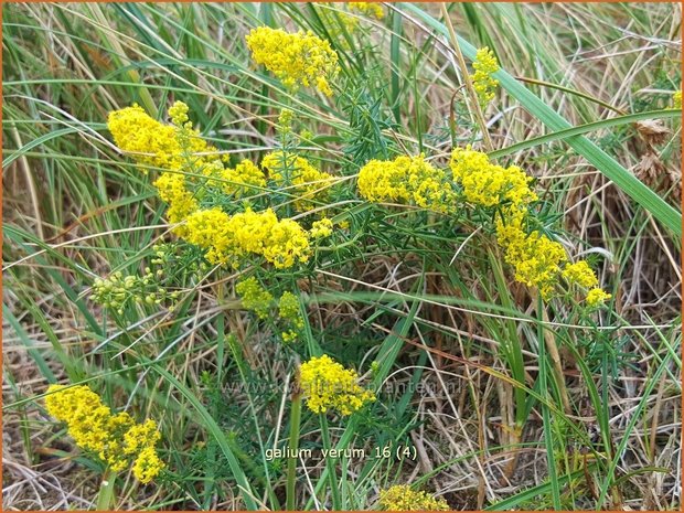 Galium verum | Geel walstro, Echt walstro, Walstro | Echtes Labkraut