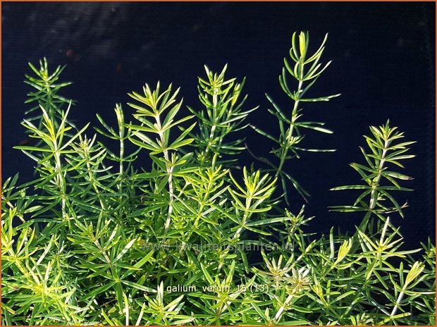 Galium verum | Geel walstro, Echt walstro, Walstro | Echtes Labkraut