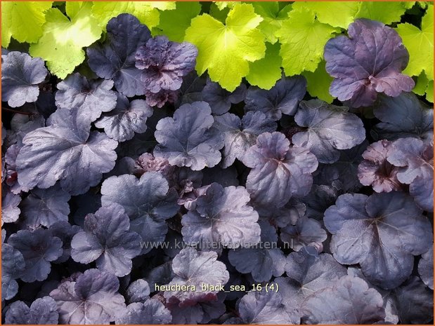 Heuchera 'Black Sea' | Purperklokje | Purpurglöckchen