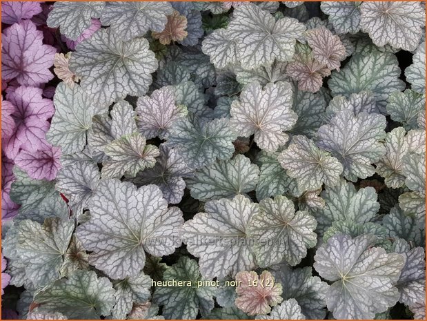 Heuchera 'Pinot Noir' | Purperklokje | Purpurglöckchen